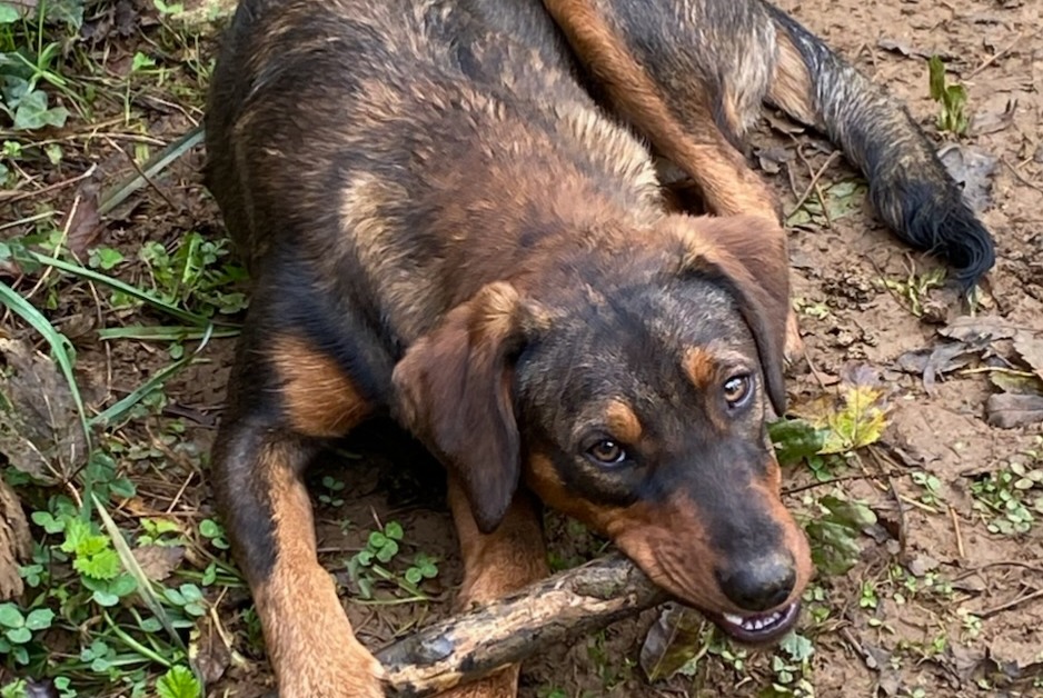Verdwijningsalarm Hond rassenvermenging Vrouwtje , 2 jaar Sens-Beaujeu Frankrijk Verdwijningsalarm Hond rassenvermenging Vrouwtje , 2 jaar Sens-Beaujeu Frankrijk