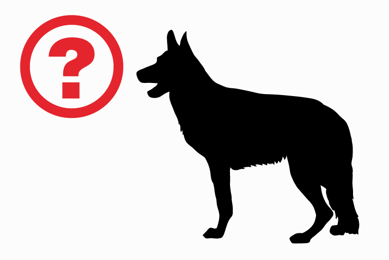 Alerte Disparition Chien  Mâle , 3 ans Dun-sur-Auron France